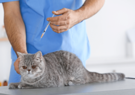 Cat Care Chronicles Safeguarding Whiskered Wonders with Vaccines and TLC