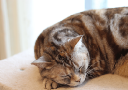 Cat Nap Chronicles Exploring the Best and Worst Sleeping Places for Cats