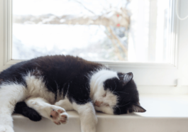 Cat Naps and Cozy Dreams The Feline Art of Repeated Daytime Snoozing