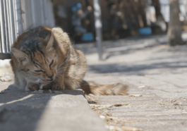 The Curious Case of Street Cats and the Misconception of Eating Animals
