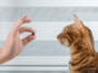 Unveiling the Genius of Cats Mastering Domestic Commands with Feline Finesse